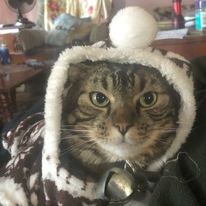 Onesie for cat or dog💕